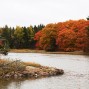Fall foliage near Birch Harbor