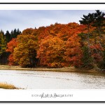Fall Foliage of Kennedy Highway