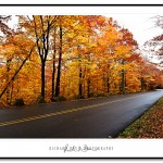 Fall Foliage, Park Loop Road, Acadia National Park