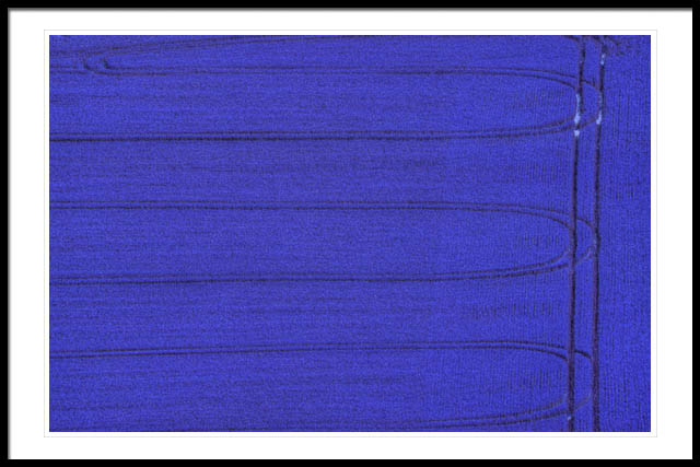 Tracks in Barley Field - Blue Tracks in Barley Field - Blue