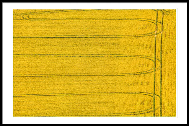 Tracks in Barley Field - Gold Tracks in Barley Field - Gold