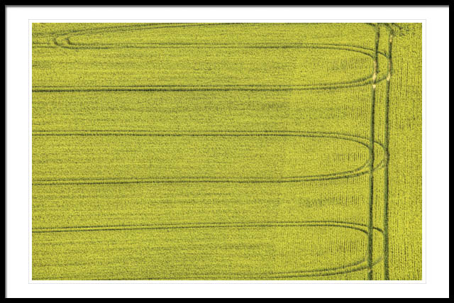 Tracks in Barley Field Tracks in Barley Field