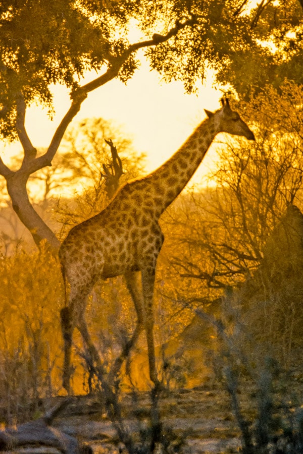 Giraffe at Sundown Giraffe at Sundown