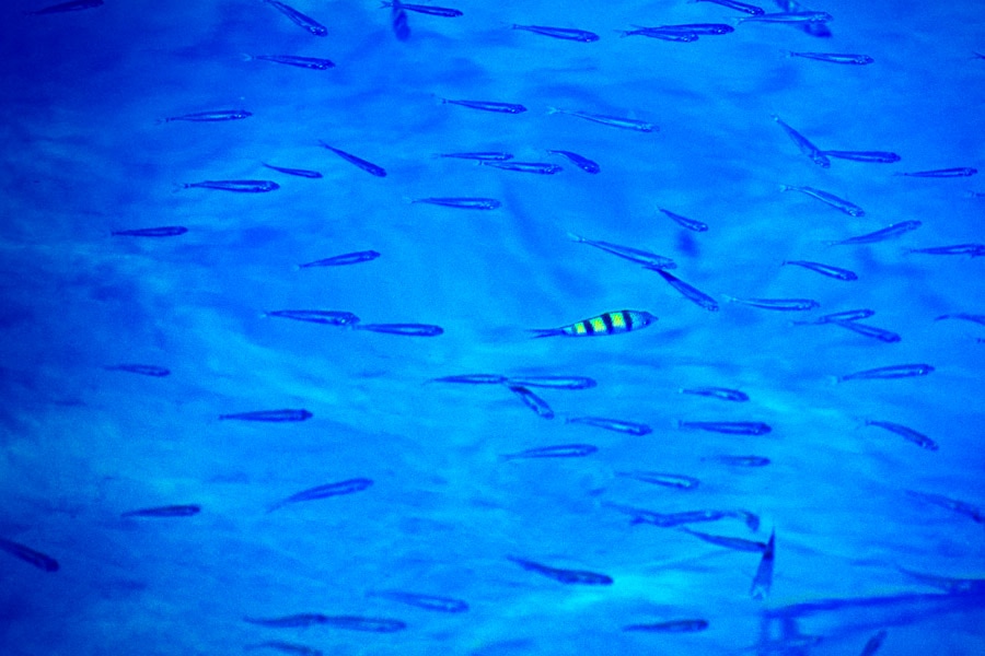 Odd Man Out Richard Davis Photography